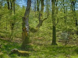 IMGP7449_HDR5_naturskov